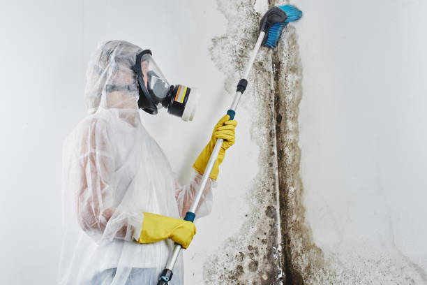 Home Mold Removal in Demopolis, AL